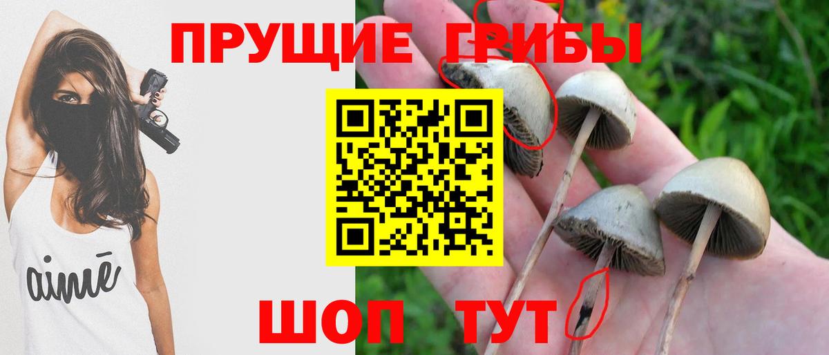 Алатырь  Псилоцибиновые грибы Cubensis  Вход с VPN 